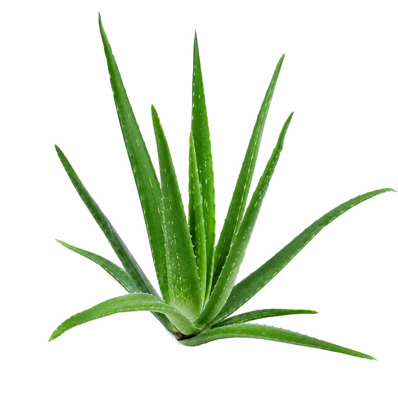 Curaçao Aloe Vera